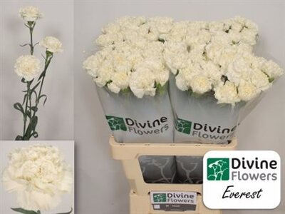 Di St Everest White