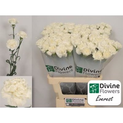 Di St Everest White