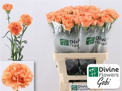 Di St Gobi