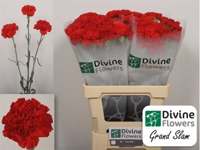 Di St Grand Slam Red
