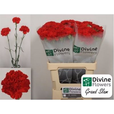 Di St Grand Slam Red