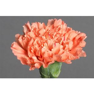 Di St Hermes Orange
