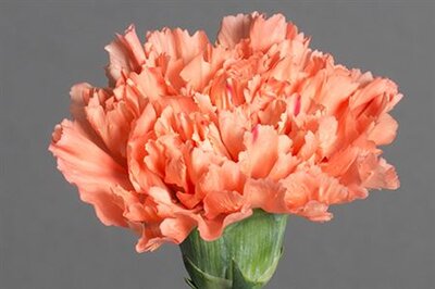 Di St Hermes Orange