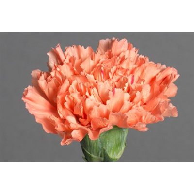 Di St Hermes Orange