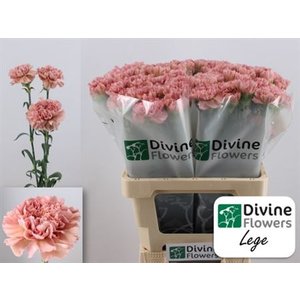 Di St Lege Pink