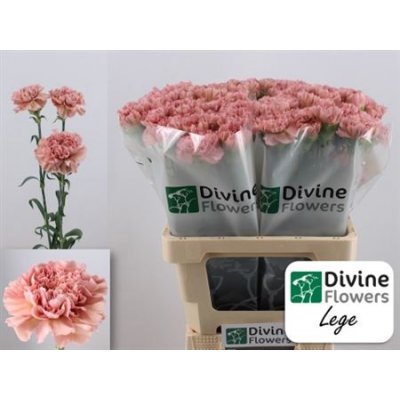 Di St Lege Pink