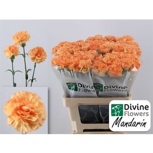 Di St Mandarin