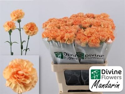 Di St Mandarin