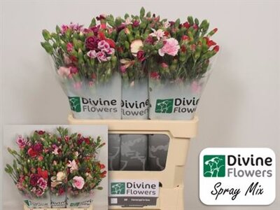 Di Tr Mix In Bunch
