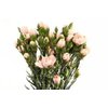 Di Tr Ov Light Pink
