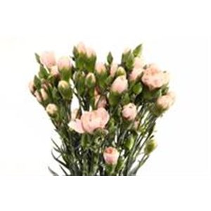 Di Tr Ov Light Pink