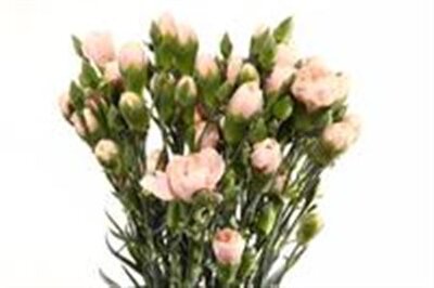 Di Tr Ov Light Pink