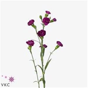 Di Tr Ov Purple