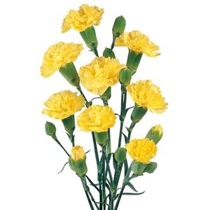 Di Tr Ov Yellow