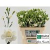 Di Tr White Fleurett