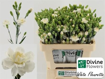 Di Tr White Fleurett