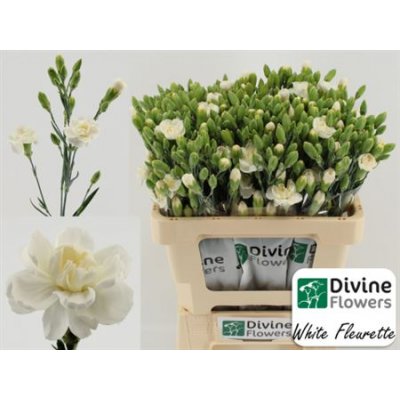 Di Tr White Fleurett