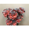 Dianthus St Dyed Bazooka