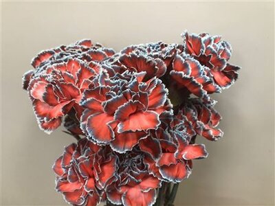 Dianthus St Dyed Bazooka