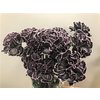 Dianthus St Dyed Black