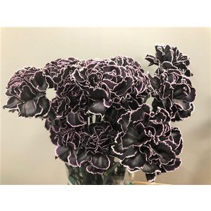 Dianthus St Dyed Black
