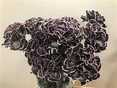 Dianthus St Dyed Black