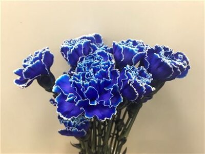 Dianthus St Dyed Blue