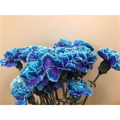 Dianthus St Dyed Blue Lagoon