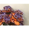 Dianthus St Dyed Bonaire