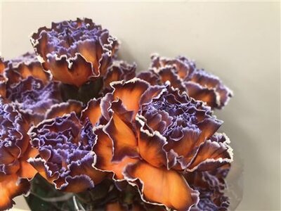 Dianthus St Dyed Bonaire