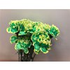 Dianthus St Dyed Brasil