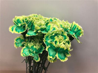 Dianthus St Dyed Brasil