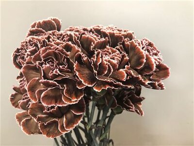 Dianthus St Dyed Brown