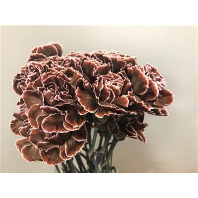 Dianthus St Dyed Brown