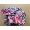 Dianthus St Dyed Bubblegum