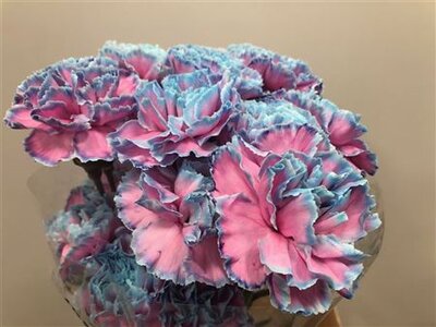 Dianthus St Dyed Bubblegum