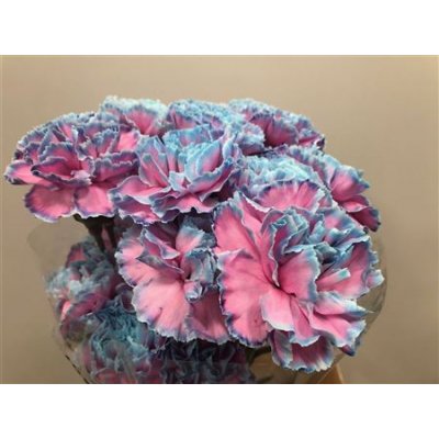 Dianthus St Dyed Bubblegum