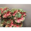 Dianthus St Dyed Bubblicious