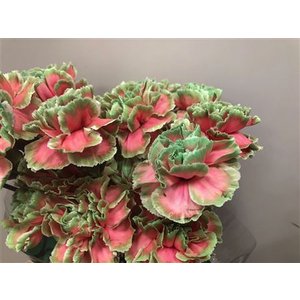 Dianthus St Dyed Bubblicious