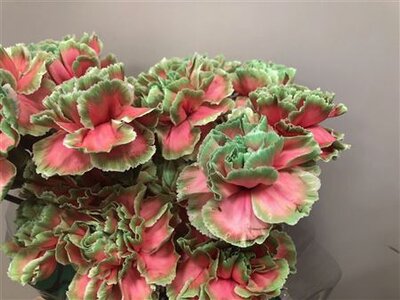 Dianthus St Dyed Bubblicious