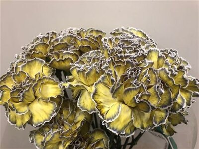 Dianthus St Dyed Butterfly