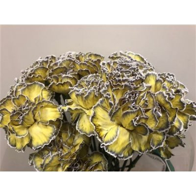 Dianthus St Dyed Butterfly