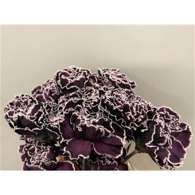 Dianthus St Dyed Cassis