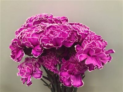 Dianthus St Dyed Cerise