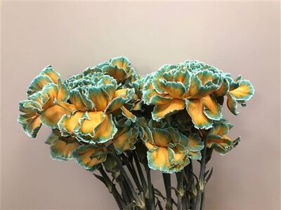 Dianthus St Dyed Curacao