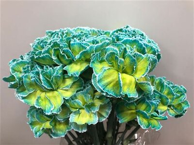 Dianthus St Dyed Double Mint