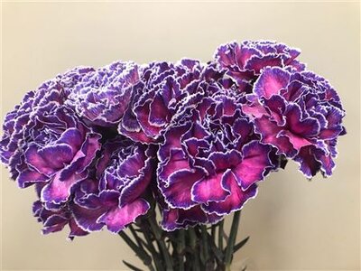 Dianthus St Dyed Expression