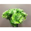 Dianthus St Dyed Green