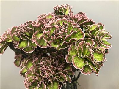 Dianthus St Dyed Hortensia