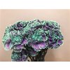 Dianthus St Dyed Ibiza